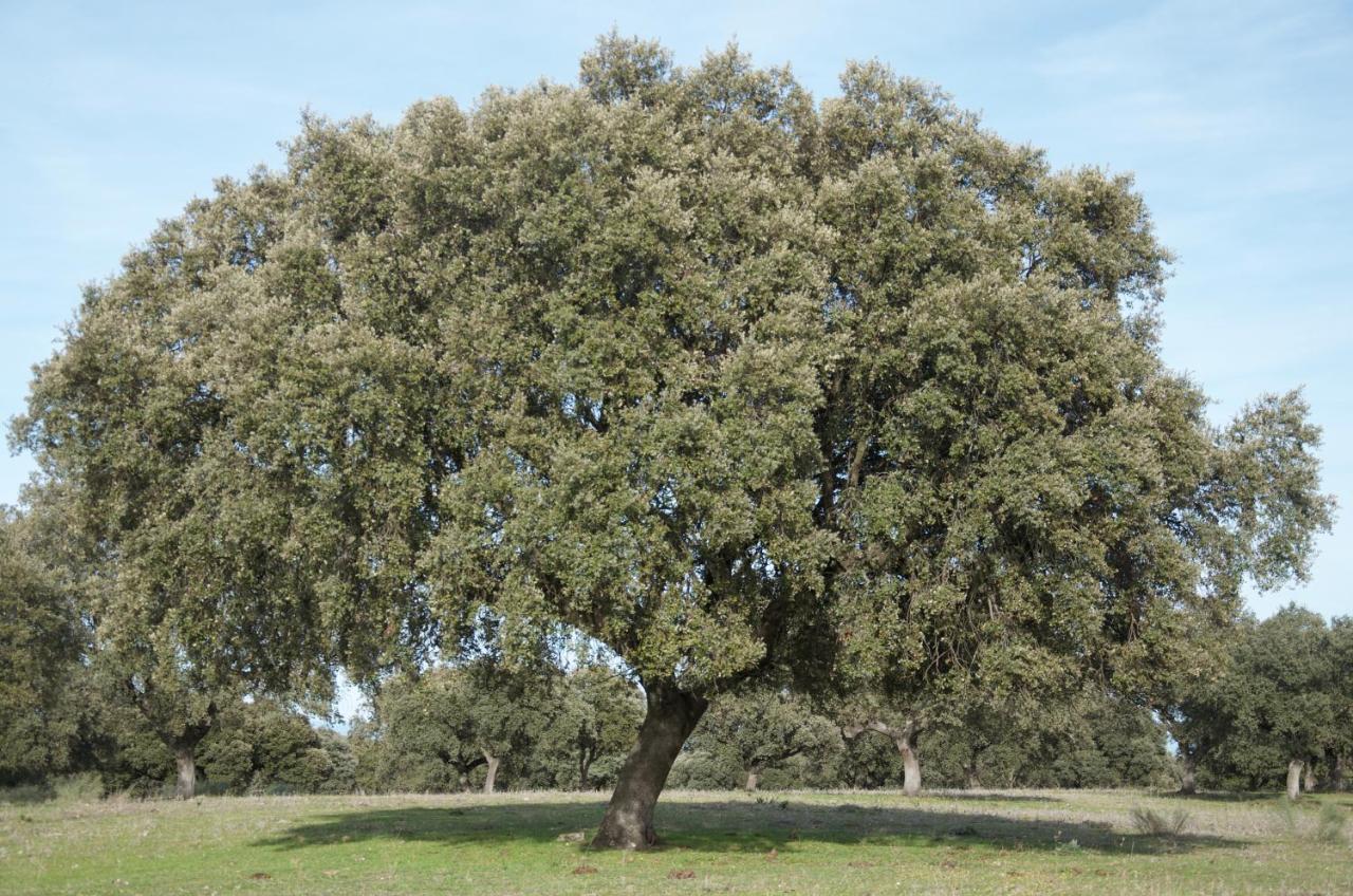 شقة Peraleda de la Mata  في Cerro Cincho Rural المظهر الخارجي الصورة